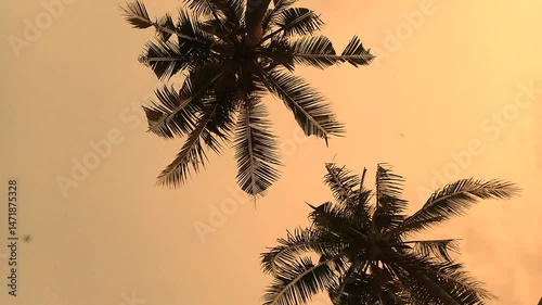 Footage of Coconut Tree or Palm Leaves