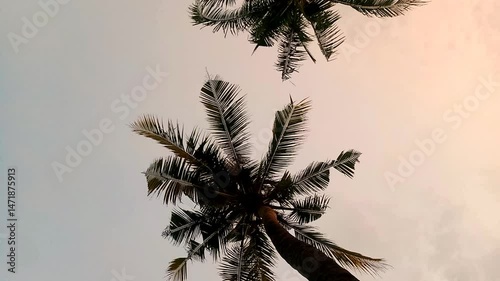 Footage of Coconut Tree or Palm Leaves