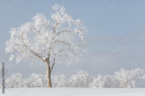 Single rime ice covered tree in snowy winter landscape, Hokkaido, Japan