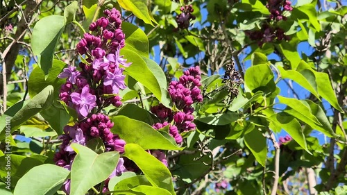Blooming lilac with clusters of purple flowers and buds surrounded by lush green leaves against a bright blue spring sky