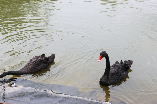 Fototapeta Naklejka Na Ścianę i Meble -  black swan, swan, black swans in the lake, birds,