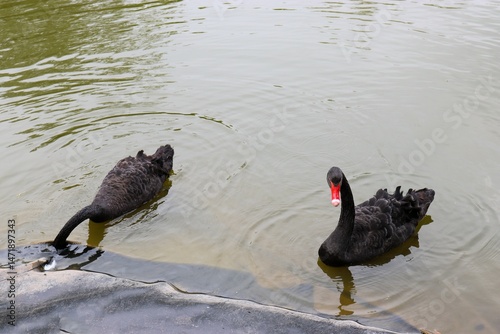 Fototapeta Naklejka Na Ścianę i Meble -  black swan, swan, black swans in the lake, birds,