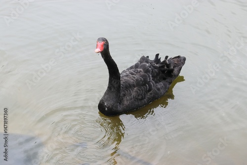 Fototapeta Naklejka Na Ścianę i Meble -  black swan, swan, black swans in the lake, birds,