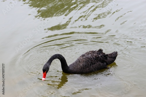 Fototapeta Naklejka Na Ścianę i Meble -  black swan, swan, black swans in the lake, birds,