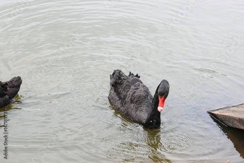 Fototapeta Naklejka Na Ścianę i Meble -  black swan, swan, black swans in the lake, birds,
