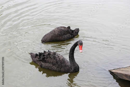 Fototapeta Naklejka Na Ścianę i Meble -  black swan, swan, black swans in the lake, birds,