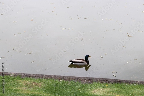 duck in the lake, duck, wild duck, swimming bird, bird,