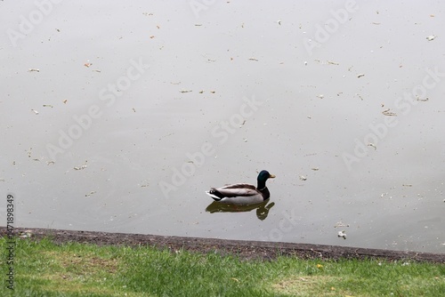 duck in the lake, duck, wild duck, swimming bird, bird,