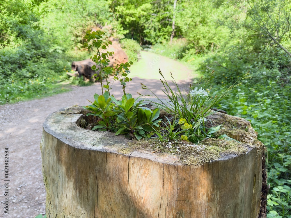 Hollow Tree Stump with Wild Plants – Woodland Nature Detail Hollow Tree Stump with Wild Plants – Woodland Nature Detail