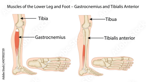 Gastrocnemius (left): A calf muscle that helps in plantar flexion (pointing the toes) and knee bending. Important for walking and running.
Tibialis Anterior (right): Located at the front of the leg, 