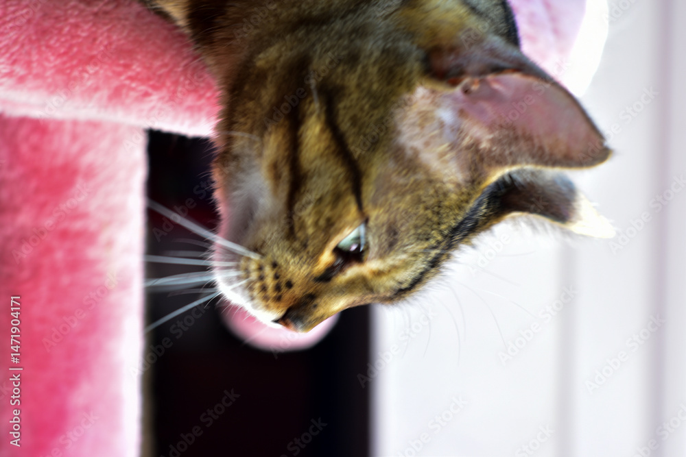 Fototapeta premium pet bengal cat on a cat tree face looking 