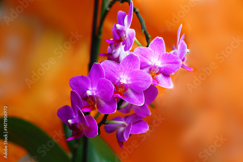 Beautiful purple flowers of Phalaenopsis Aphrodite on yellow blurred background....