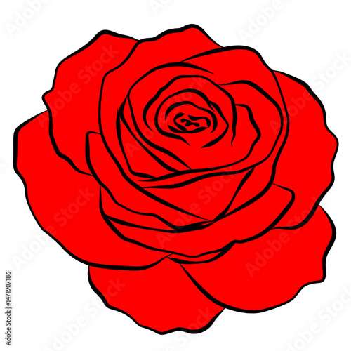 a single red rose isolated on white