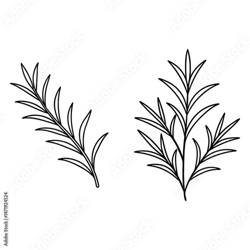 Rosemary line art vector illustration  photo