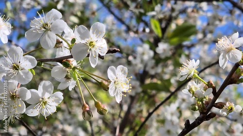 Cherry tree in full bloom with delicate white flowers and small buds on dark branches against a bright blue spring sky