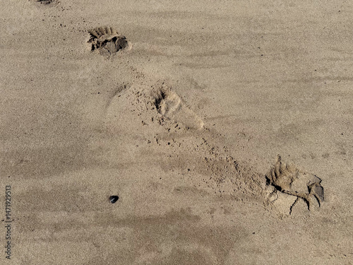 in a sandy beach are footprints  of children