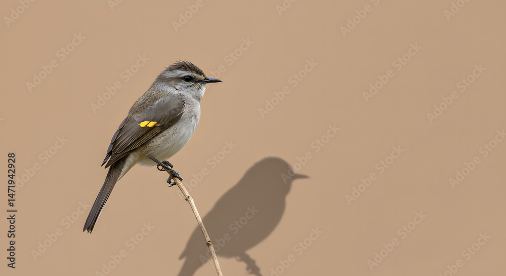 Fototapeta premium passáro em um galho fino