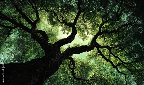 Obraz na płótnie A majestic tall tree with vast branches and lush green foliage w salonie