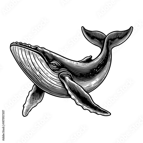 whale swimming in ocean sketch engraving black and white outline. Scratch board imitation.  illustrated in vintage line art style on a white background.