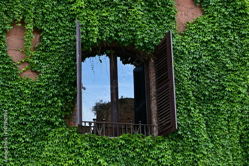 window with green ivy