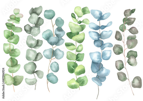 Watercolor eucalyptus set