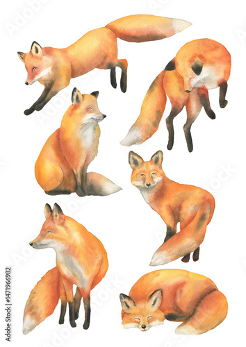 Watercolor fox set