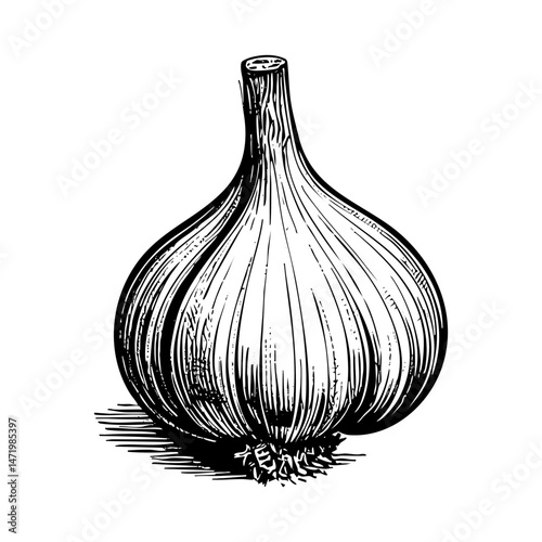 Garlic sketch engraving black and white outline. Scratch board imitation. illustrated in vintage line art style on a white background.