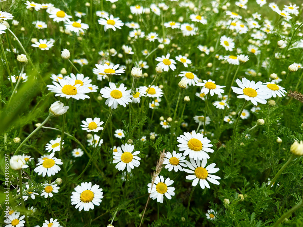 Fototapeta premium Close up of Chamomile flower field. Camomile in the nature. Camomile daisy flowers in spring day. Chamomile flowers field wide background in sun light