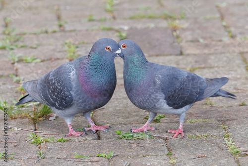 Kissing Rock Pigeons