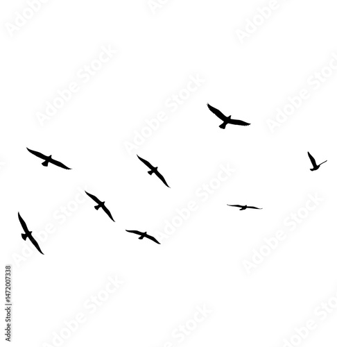 vector A group of birds silhouettes in flight scattered on a white background
