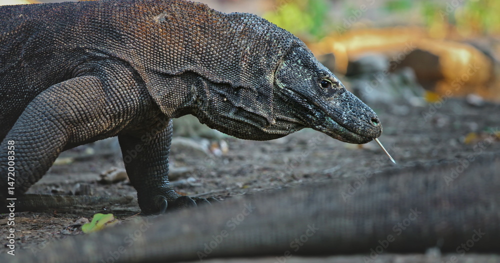 Obraz premium Large Komodo dragon (Varanus Komodoensis) walking in Komodo National Park, Rinca Island, Indonesia, flicking its forked tongue, searching for prey
