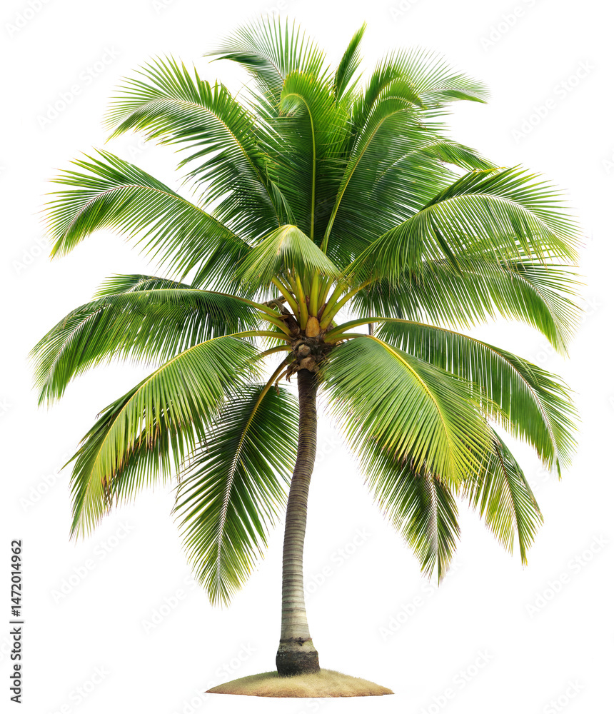Obraz premium a single coconut tree. isolated on transparent background . PNG, cutout, or clipping path. 