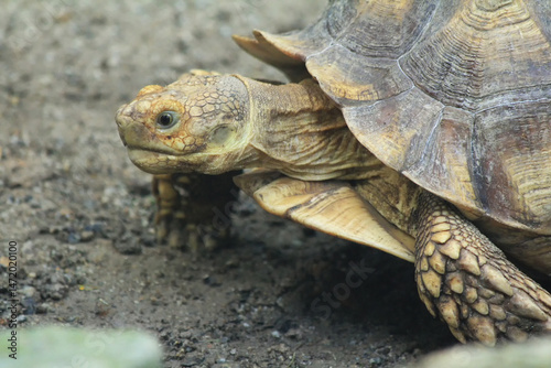 The southern river terrapin (Batagur affinis) is a riverine turtle of the family Geoemydidae found in Malaysia, Indonesia and Cambodia.