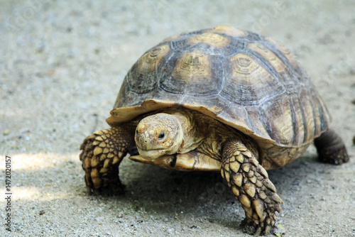 The southern river terrapin (Batagur affinis) is a riverine turtle of the family Geoemydidae found in Malaysia, Indonesia and Cambodia.