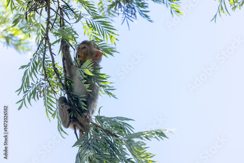 Photography Cute baby monkey perching on tree branch in the indian forest.