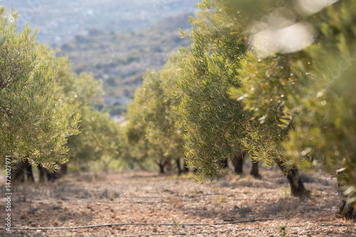 Fotografie green Olive trees in March, Spain Almeria