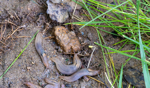 Bilde på lerret Threeband gardenslug- Lehmannia-Slug is not actually an insect, which is a type of arthropod, but the common name for mollusks from the gastropoda class, whose shells are vestigial or absent