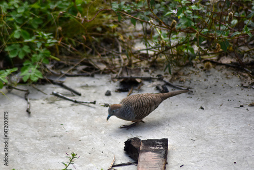 javanesse turtledove alias burung perkutut