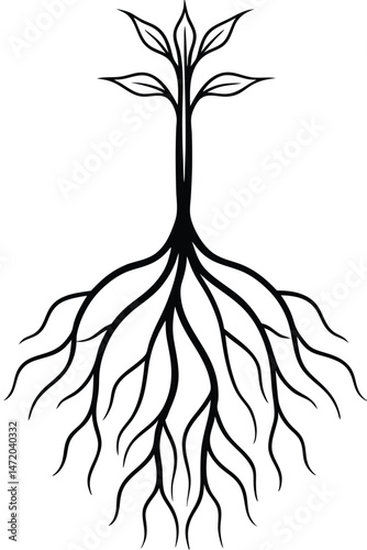 Botanical Root Structure on White Background