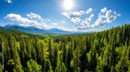 A beautiful forest with a clear blue sky