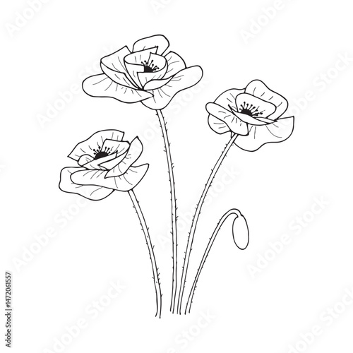 Poppy flowers. Sketch style illustration on a white background.