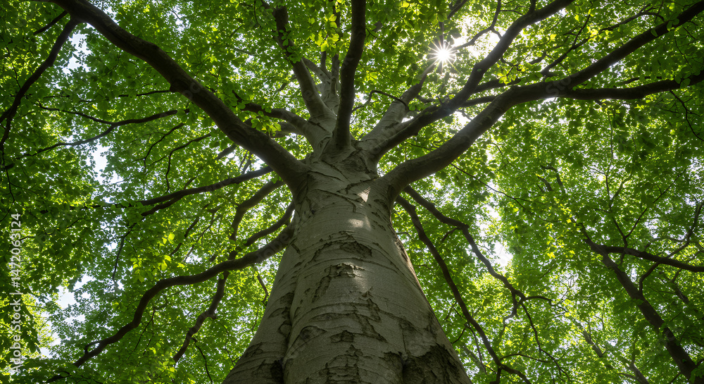 Fototapeta premium Sunlit Majesty: Towering Tree Canopy, Nature's Embrace, Forest Serenity, Green Leaves, Sunlight Burst
