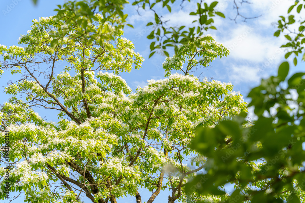 Fototapeta premium 白い花が咲いているなんじゃもんじゃの木（ヒトツバタゴ） Snow-flower-fringe tree with white flowers.