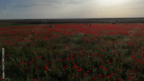 A large red field of poppies from the steppe.