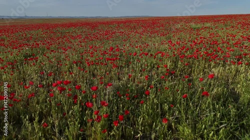 A large red field of poppies from the steppe.