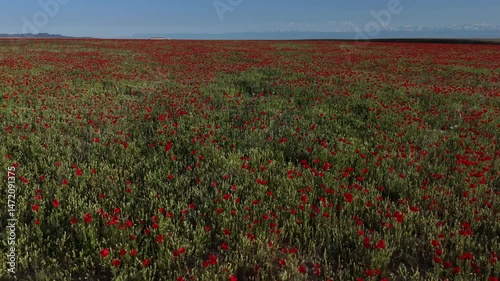 A large red field of poppies from the steppe.