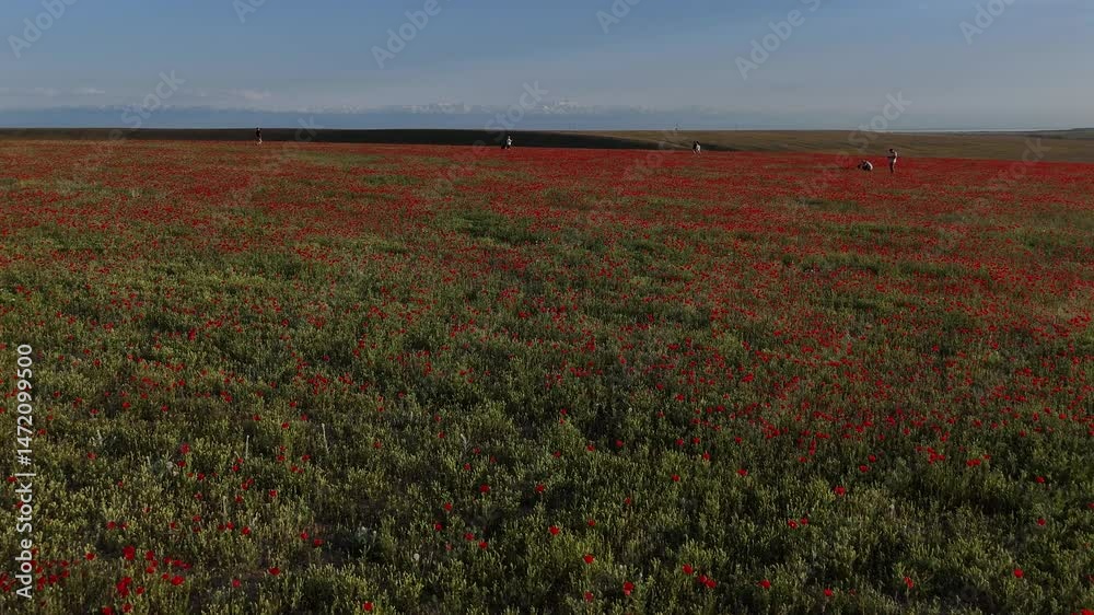 A large red field of poppies from the steppe.