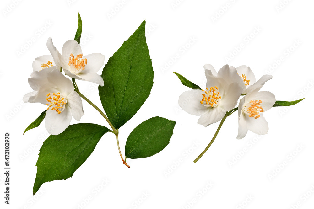 Fototapeta premium A blooming jasmine (Philadelphus coronarius) isolated on a white background. Element for creating designs, cards, patterns, floral arrangements, frames, wedding cards and invitations.