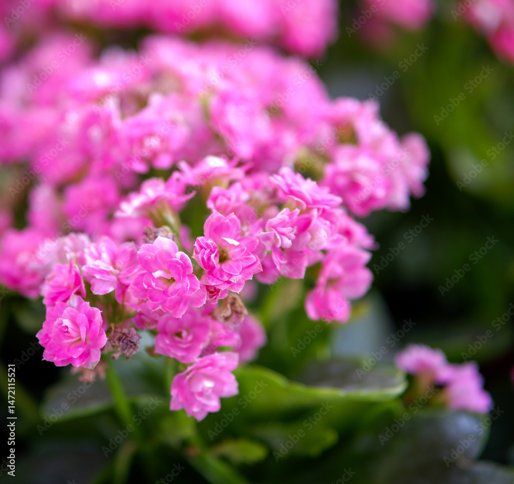 Obraz premium Pink Kalanchoe in the garden of Grand Palace Bangkok Thailand.