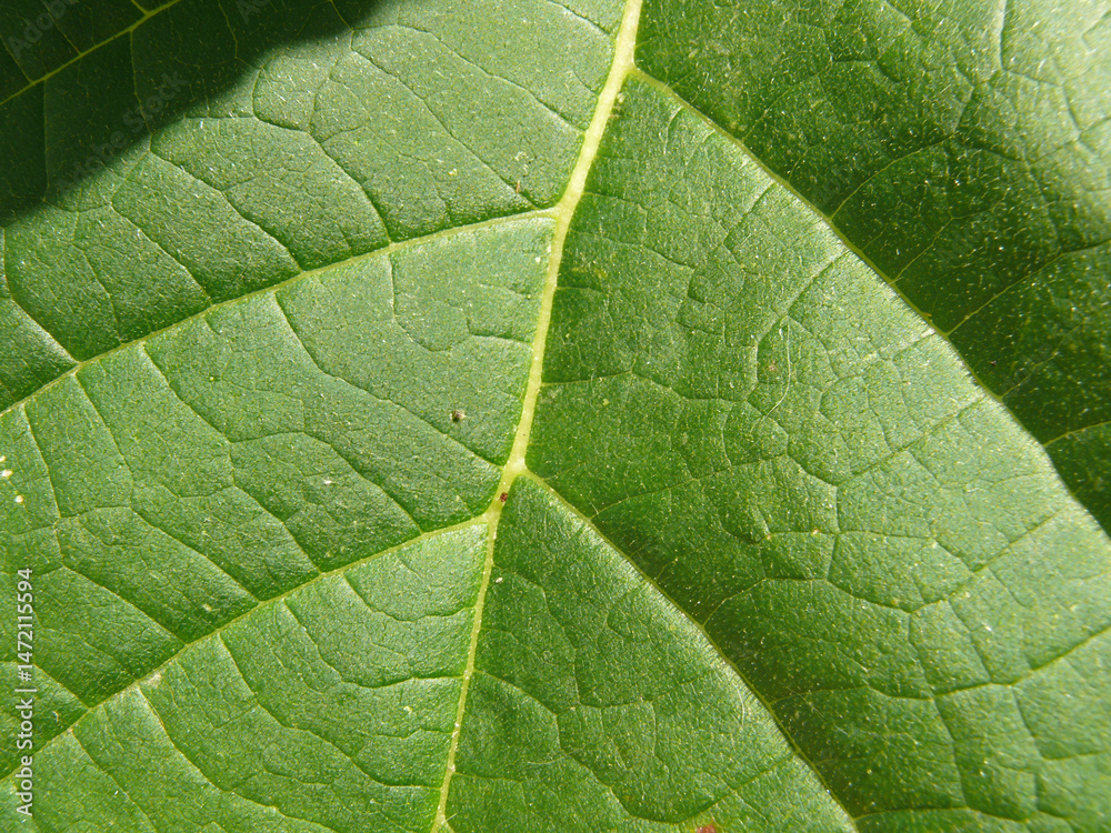 Obraz premium Natura